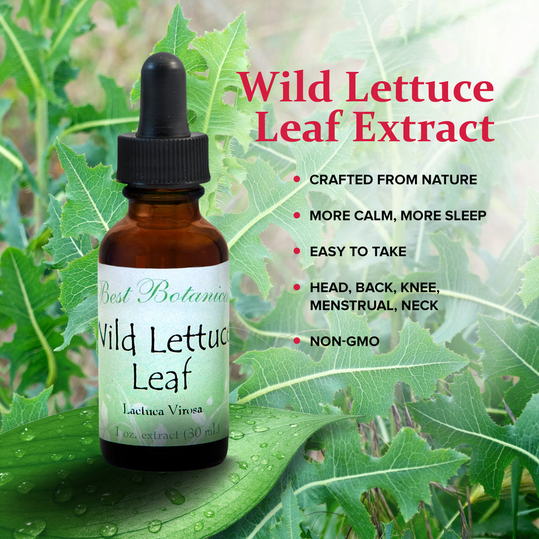 Wild Lettuce Leaf Extract