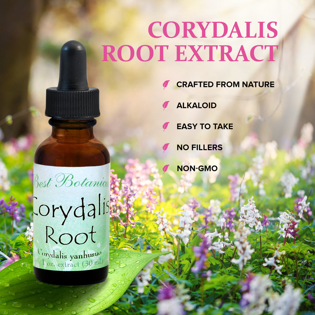 Corydalis Root Extract